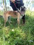 Timon- Cachorro de porte médio/pequeno para adoção