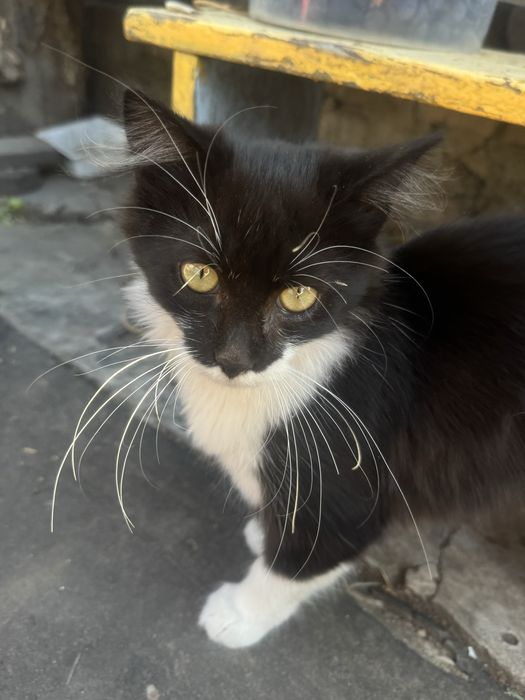 Кому треба ласкаву кішечку, забирайте