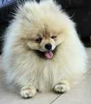 Pomeranian szpic miniaturowy zkwp FCI