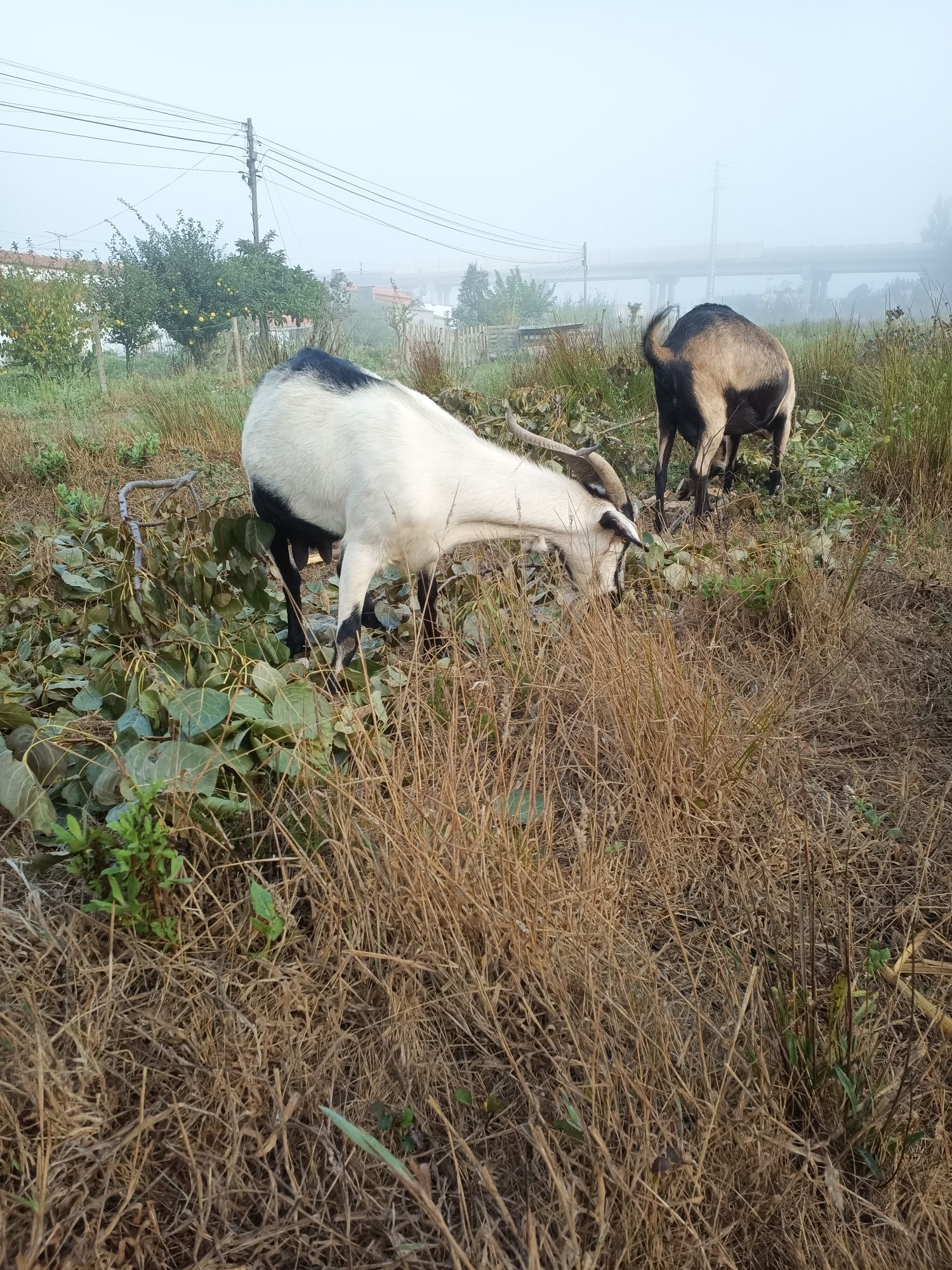 Rebanho 3 cabras e 1 bode