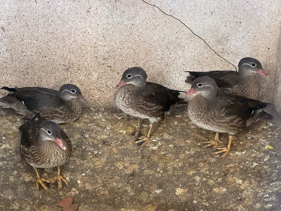 Patos mandarim de 2025