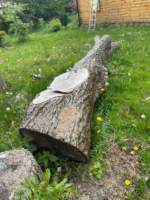 Orzech Włoski Kłoda