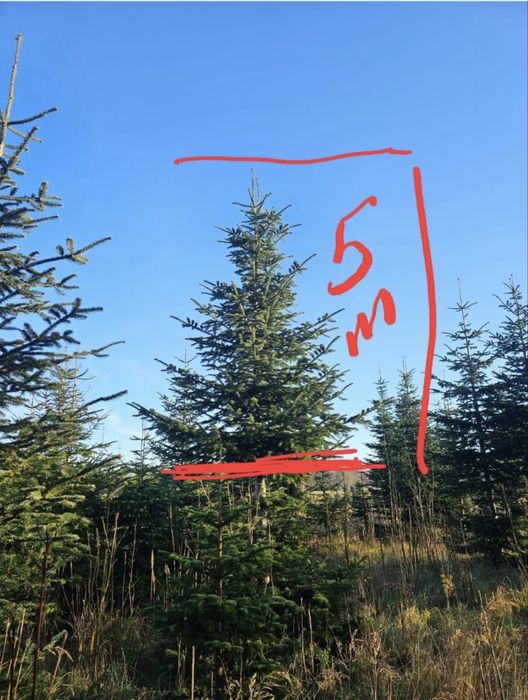 Jodły - Choinki do Kościoła