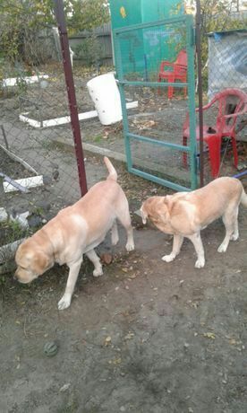 Передержка собак.