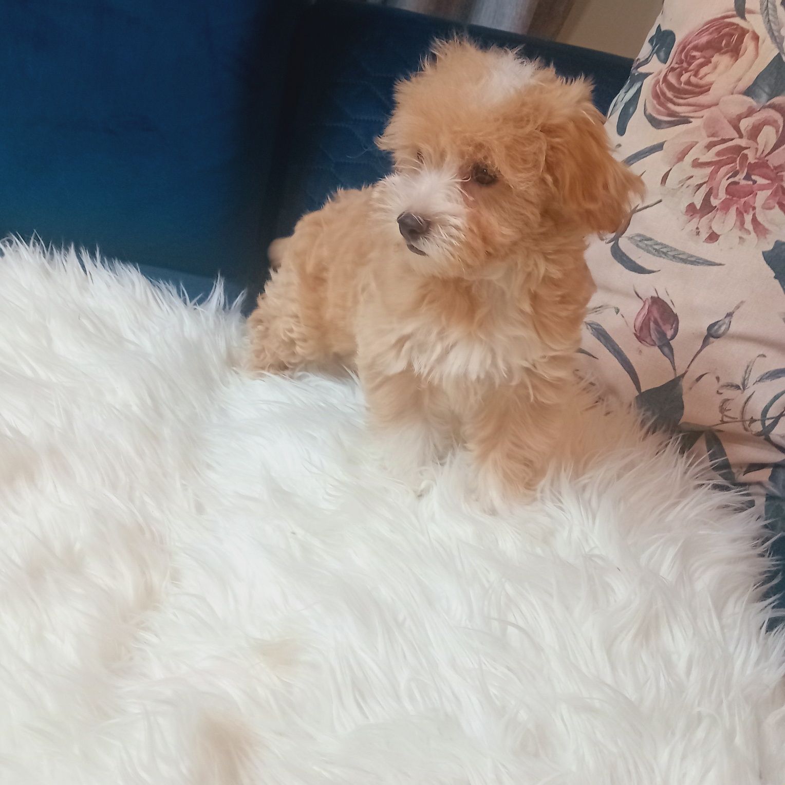 Maltipoo, maltańczyk &pudel toy suczka ,kąplet szczepień