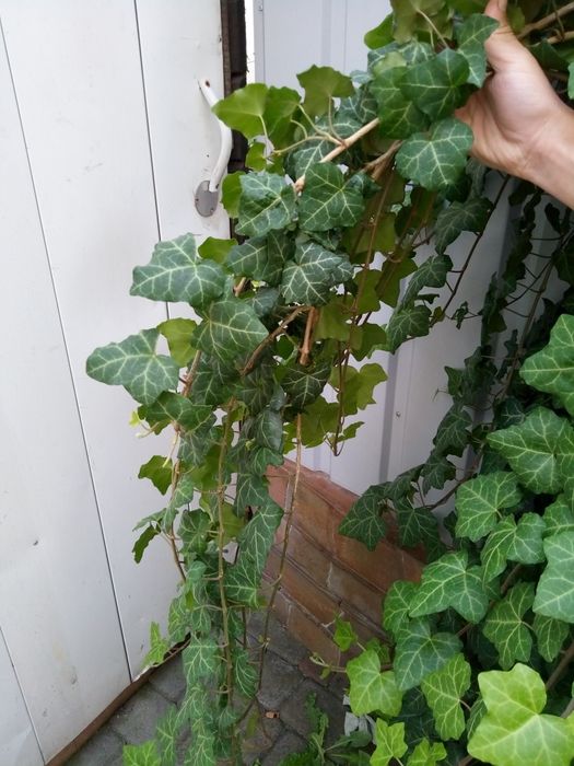 Гілки  плюща  КРАСИВІ по 1-2м