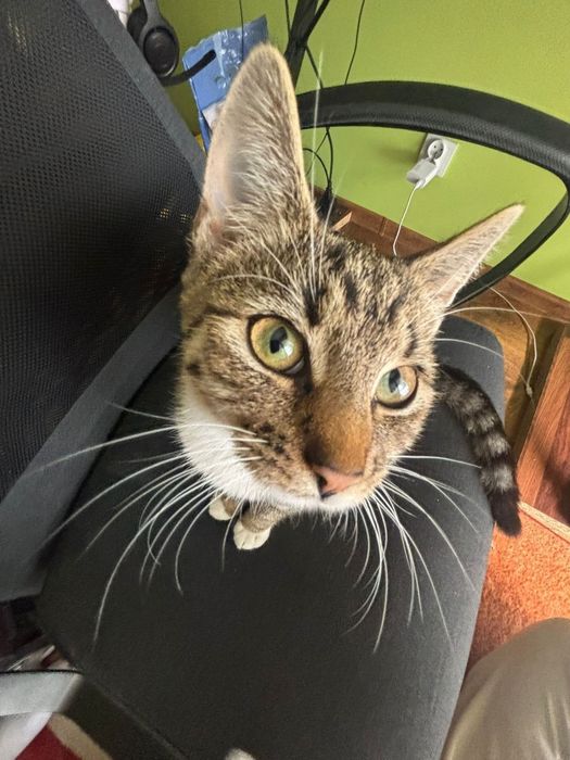 Delikatna i towarzyska kotka Leo czeka na swojego człowieka