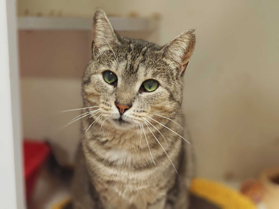 Лагідне чудо позитивна товариська кішка-няшка Аста 1,5р.