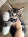 Piękna kotka Maine Coon KENIA Ashantu*PL