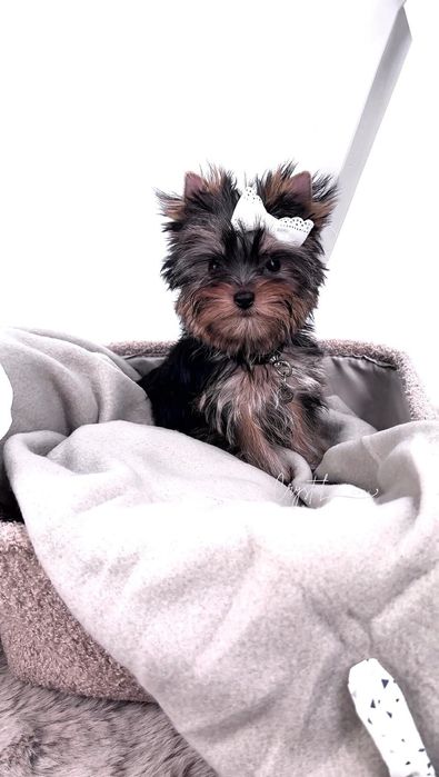 York Yorkshire terrier FCI : GAJA - suczka