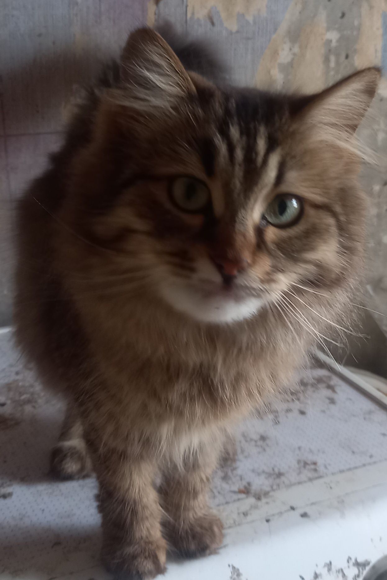 Отдам бесплатно кошку и котика
