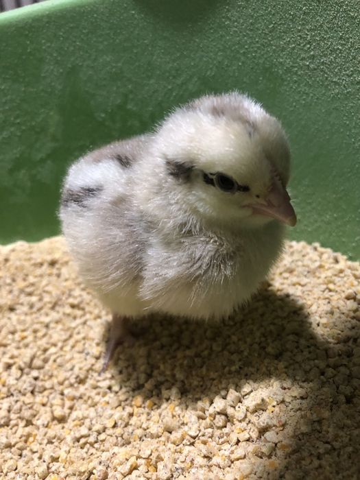 Курчата, Кури, Качки, Птиця.