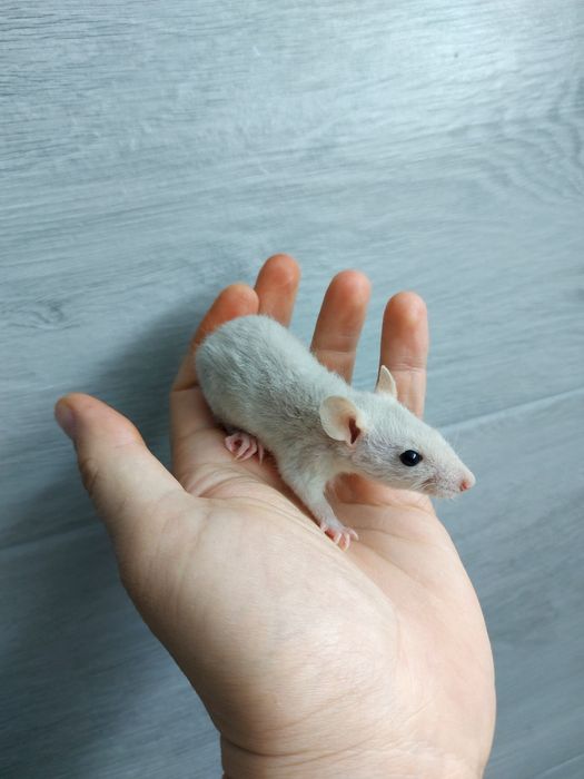 Szczur Szczury Szczurki Cudowne Maluszki