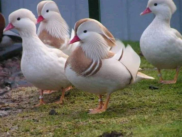 Kaczki  ozdobne  MANDARYNKI  blond  para