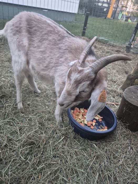 Domek na Kaszubach z kozami!!!