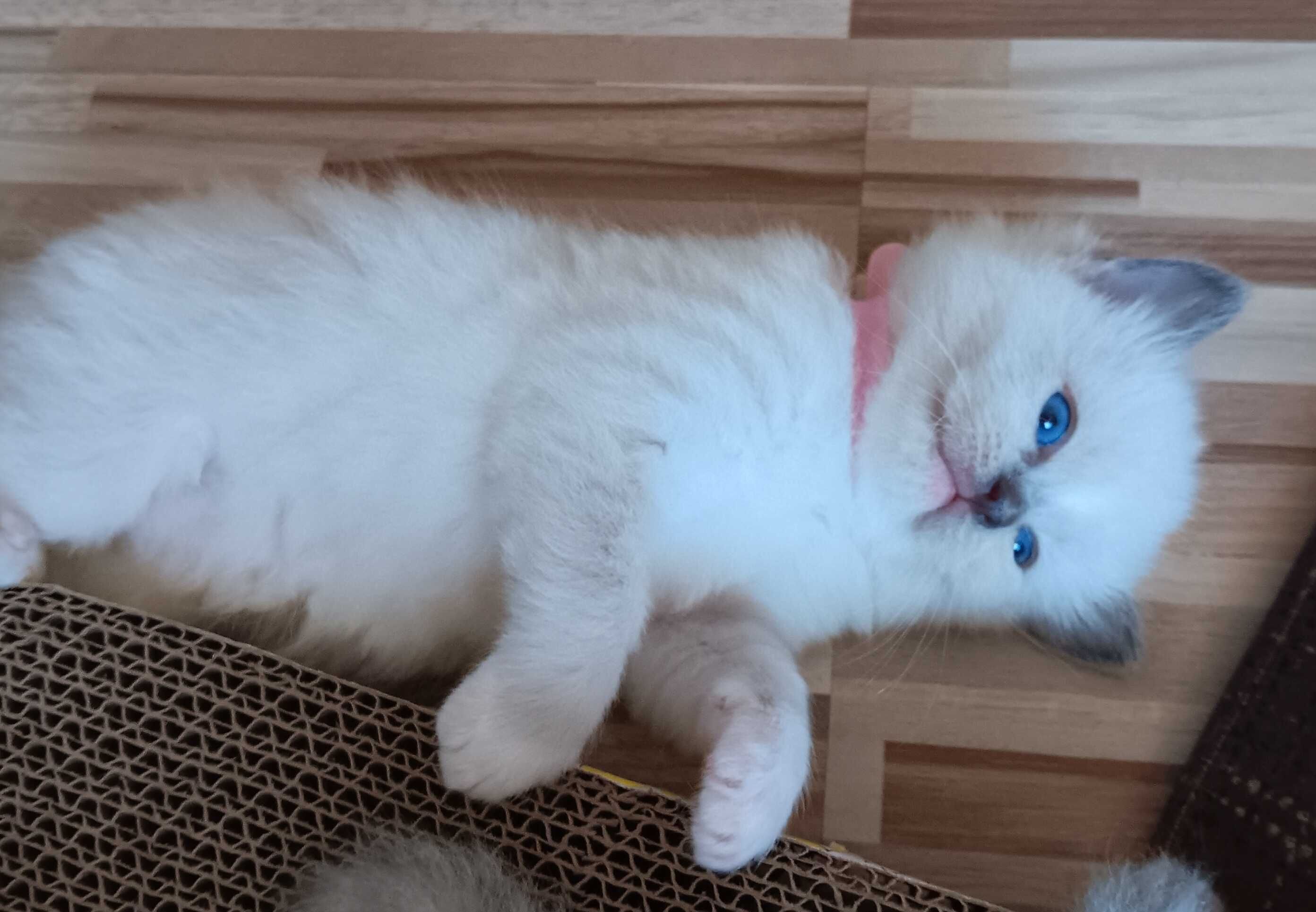 Kociak ragdoll FPL TuliszCat Rodowód PL/CAN
