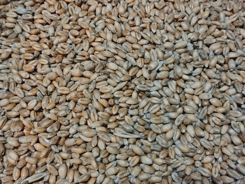 Zboże pszenica 2025