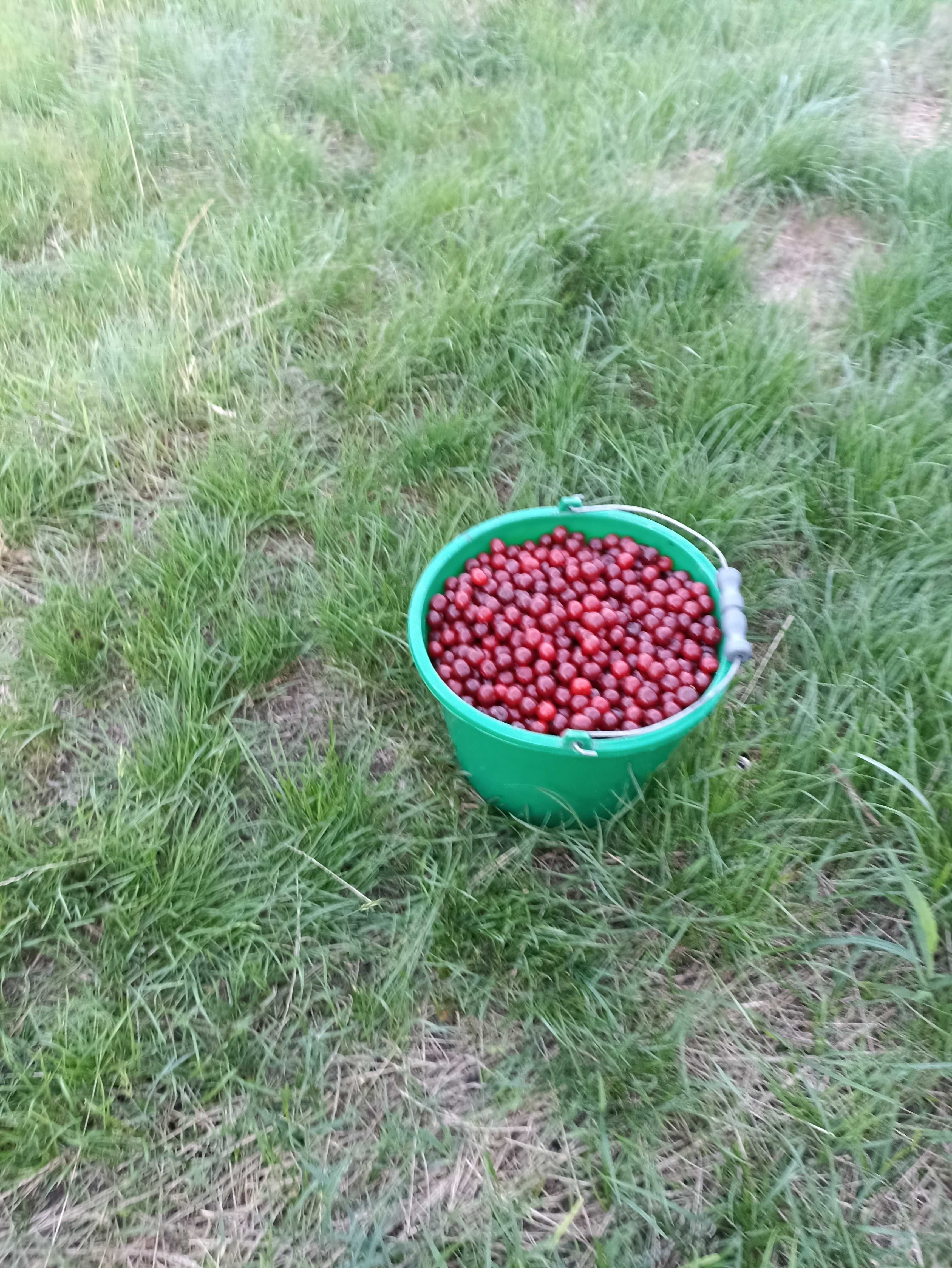Wiśnie na przetwory