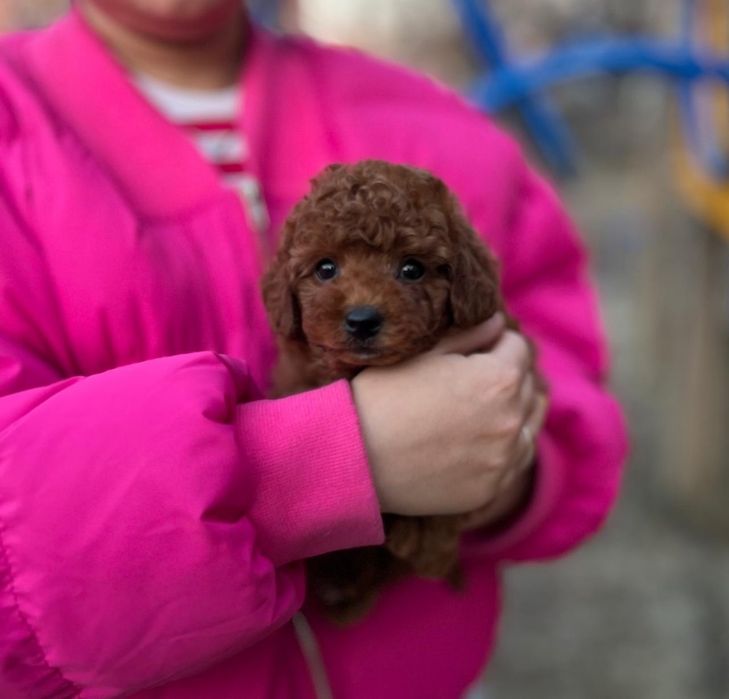 Ред браун той пудель . малюк