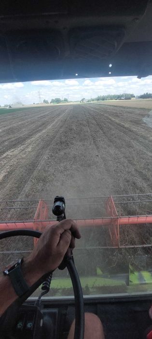 Facelia błękitna na poplon lub pożytek dla pszczół miododajna