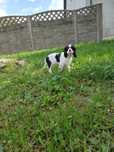 Cavalier King Charles spaniel suczka