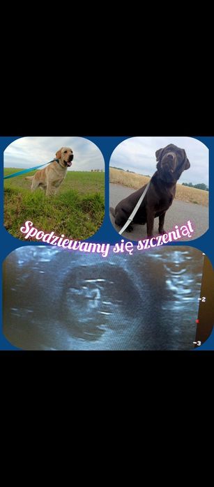 Zapraszam do rezerwacji maluszków Labrador retriever.Rodzice wystawowi