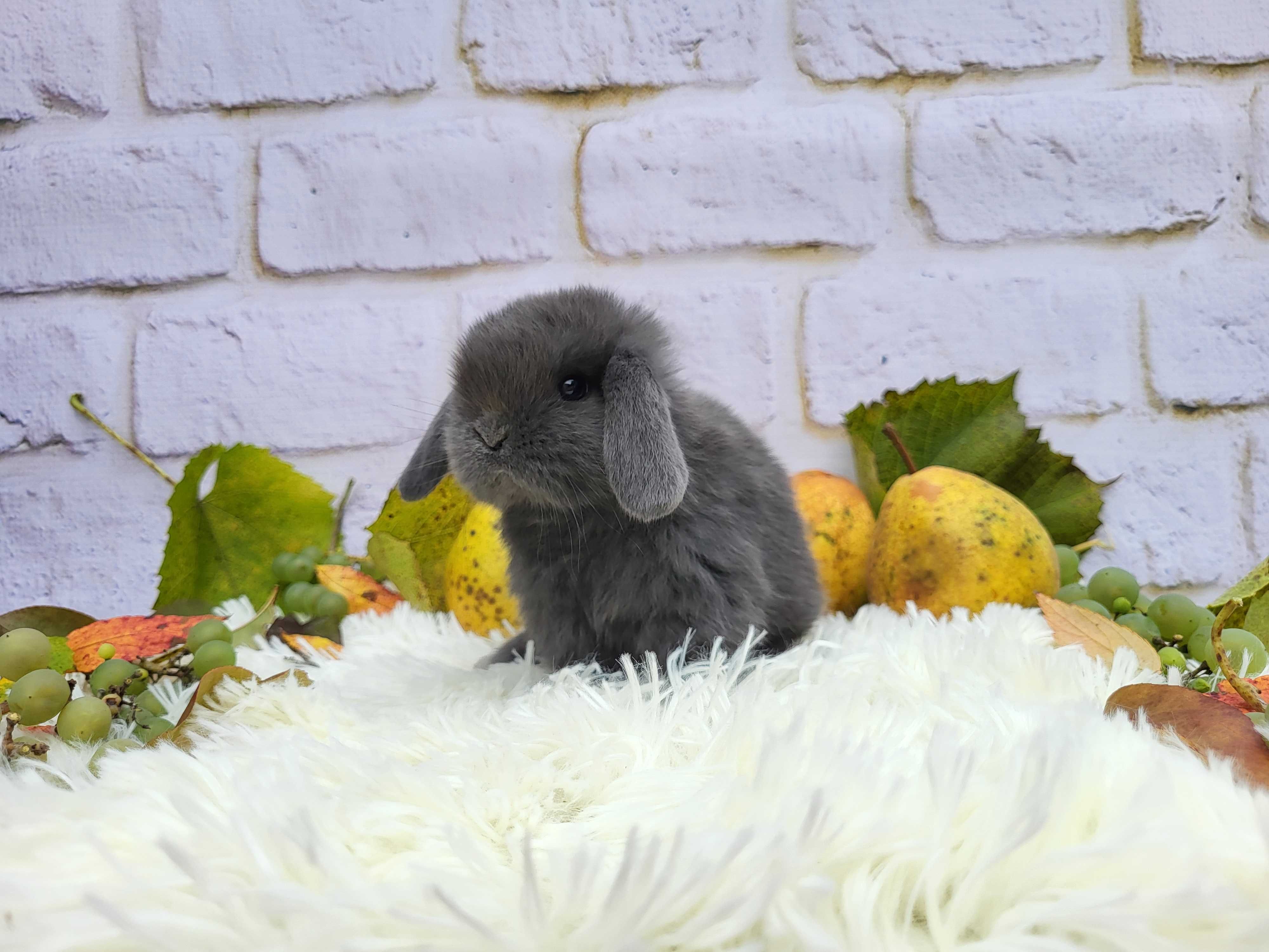 Króliczki Mini Lop. Urocze maluszki. Legalna hodowla.