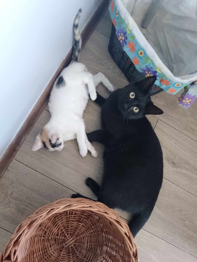 James poleca się do adopcji