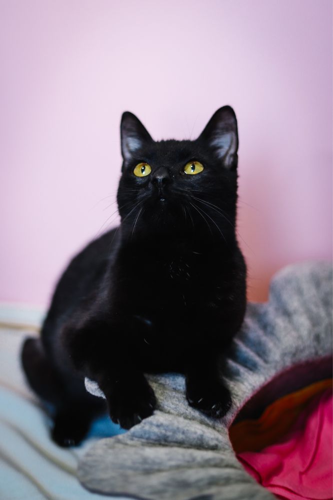 kotka do adopcji