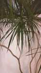 Planta natural alta