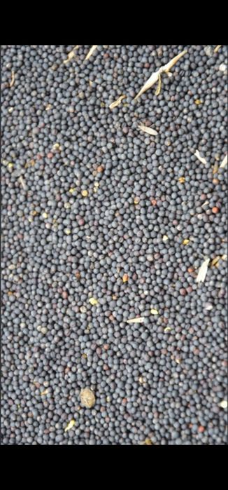 Rzepak rzepak bez glifosatu