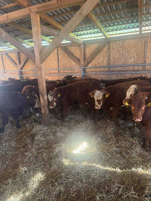 Byki mieszańce odsadki