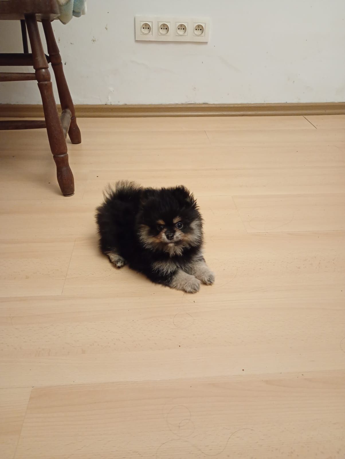 Szpic miniaturowy pomeranian chłopak