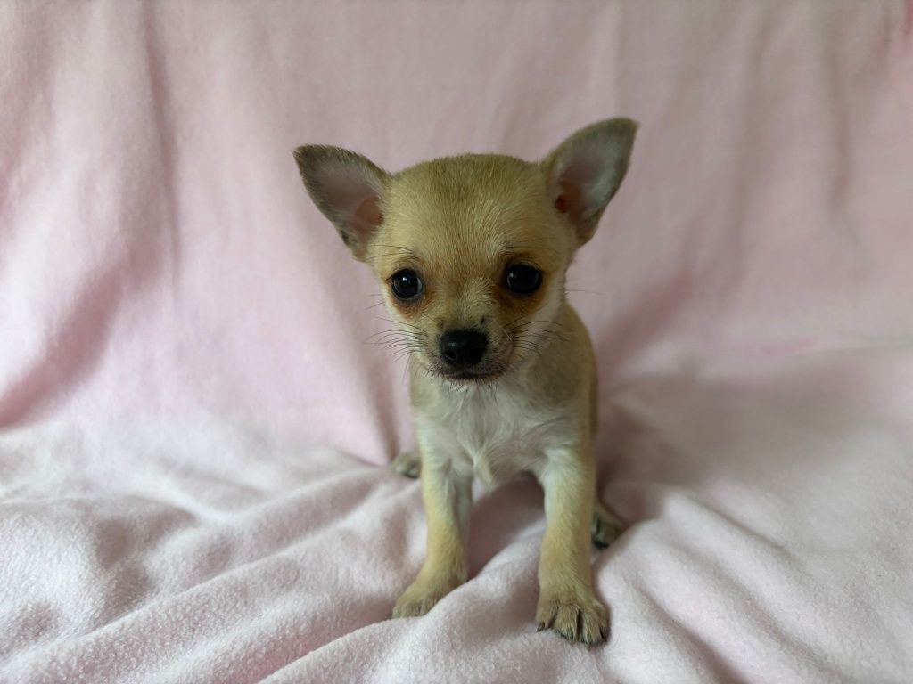 Chihuahua śliczna sunia
