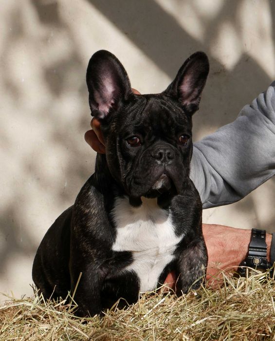 Buldog francuski FCI prawdziwy rodowód ZKwP super mocny piesek VIVALDI