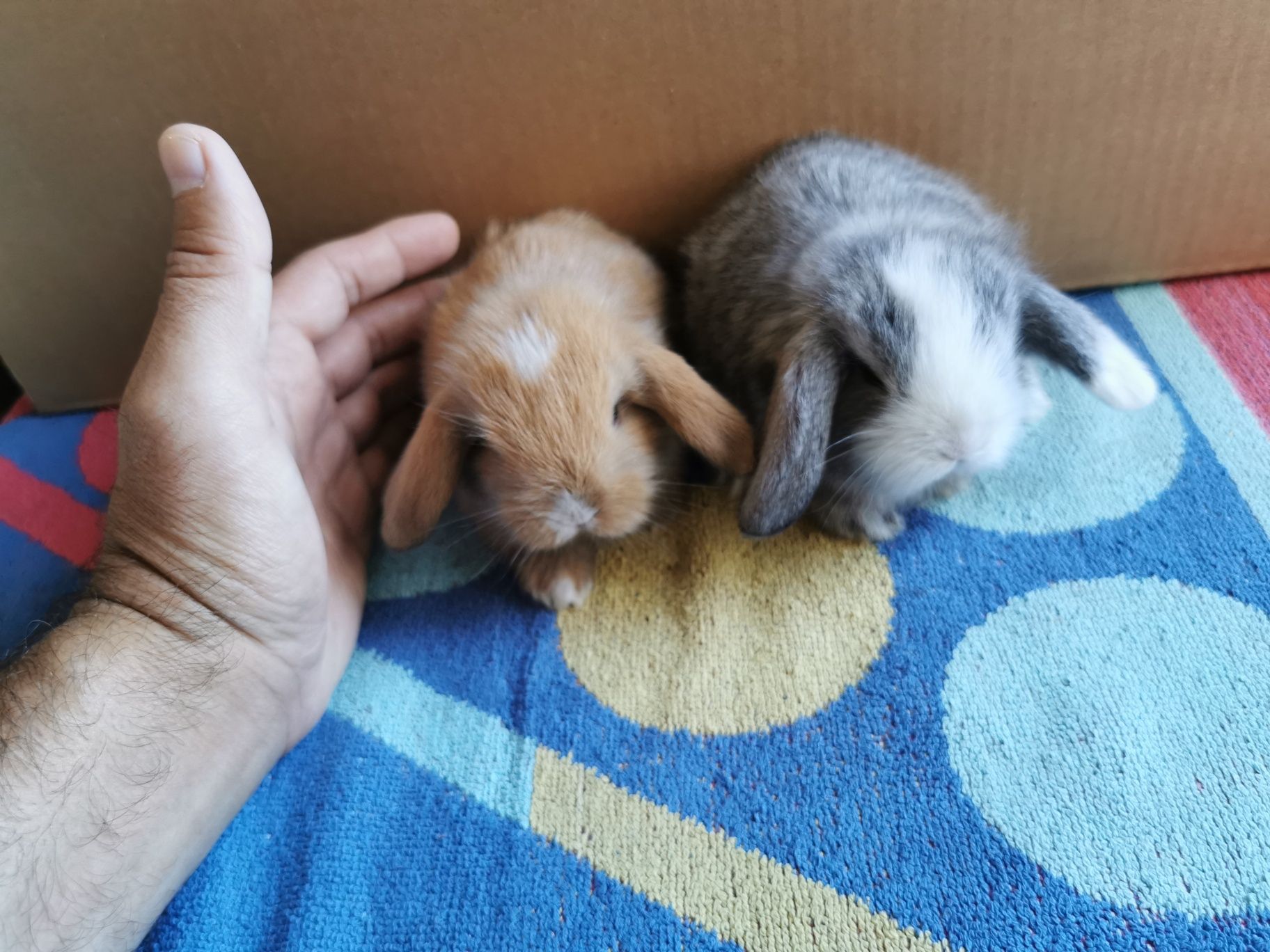 KIT Coelhos anões teddy e mini holandês muito meigos