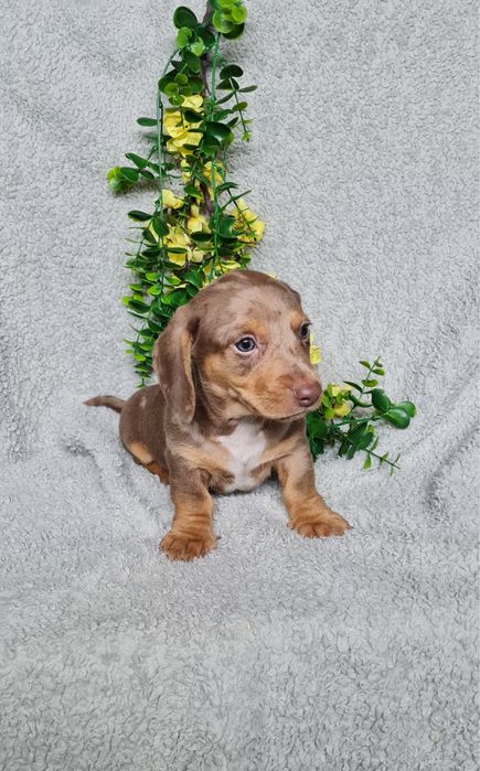 Estupendo Teckel choco arlequim de Qualidade