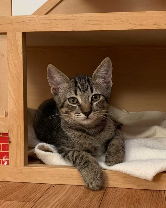 Setúbal / Margem Sul / Lisboa — Os "BEETLES", gatinhos para adoção