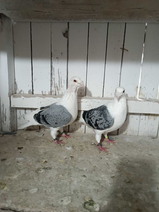 Sprzedam śląskie tarczowe