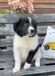 Border Collie szczeniak