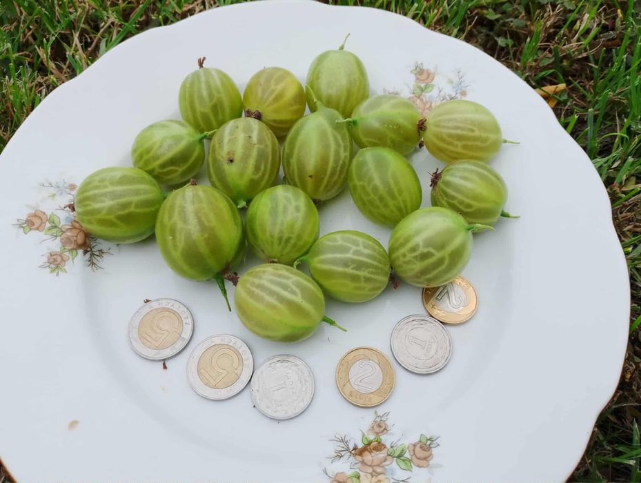 Sadzonka agrest biały TRIUMF