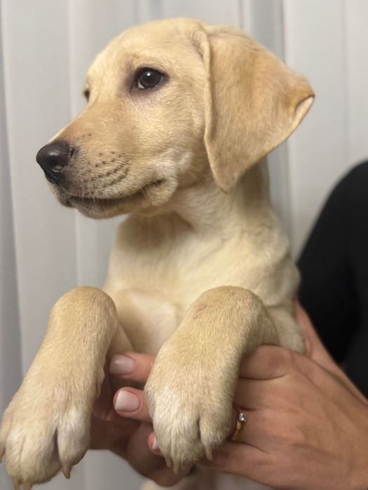 Продаються лабрадори.Справжній друг на все життя