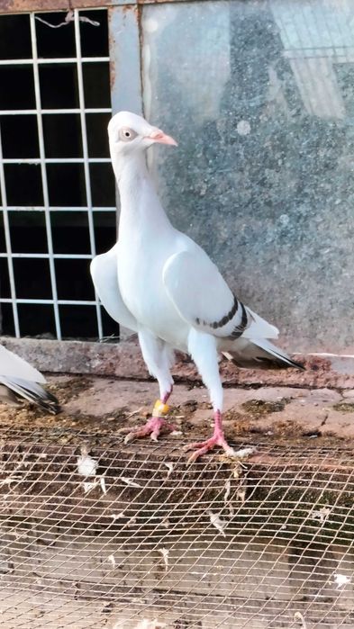 Gołębie srebniaki perlowe