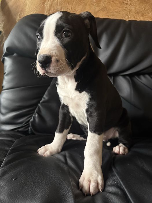 Продам цуценят Стафордширського терʼєра