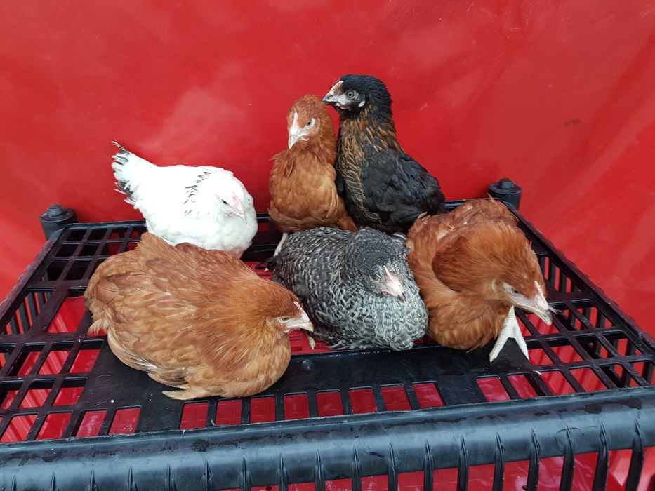 Kury Rosa super nioski