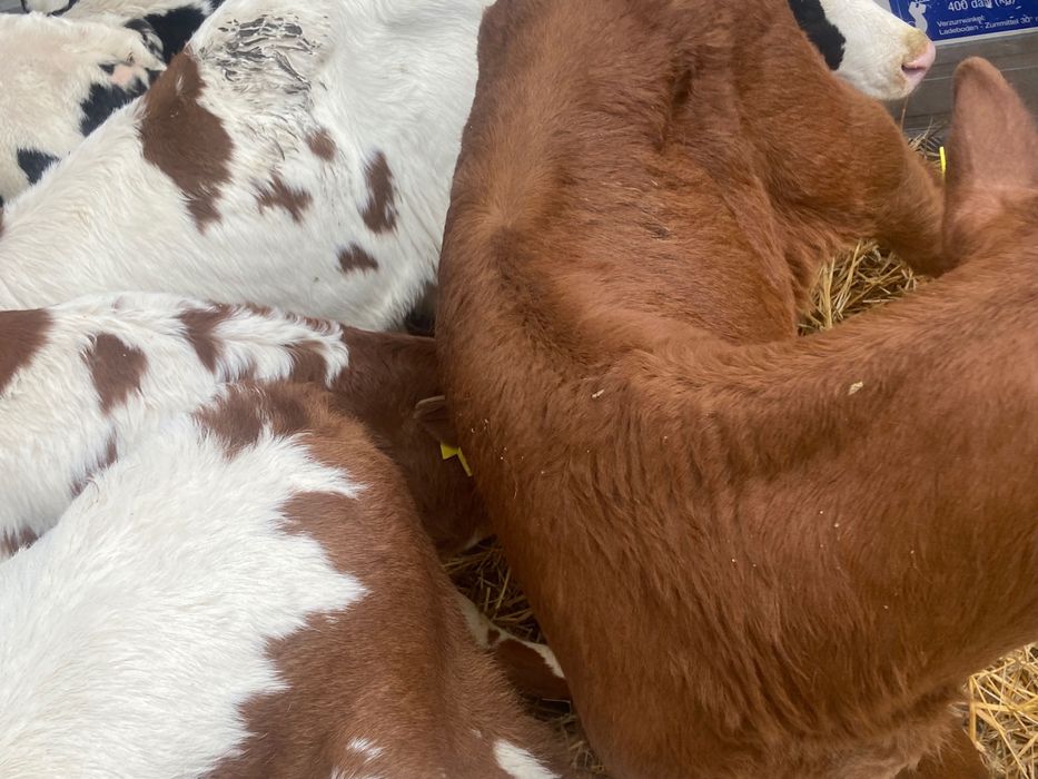 Sprzedam 14szt byczków mięsnych Biała strefa