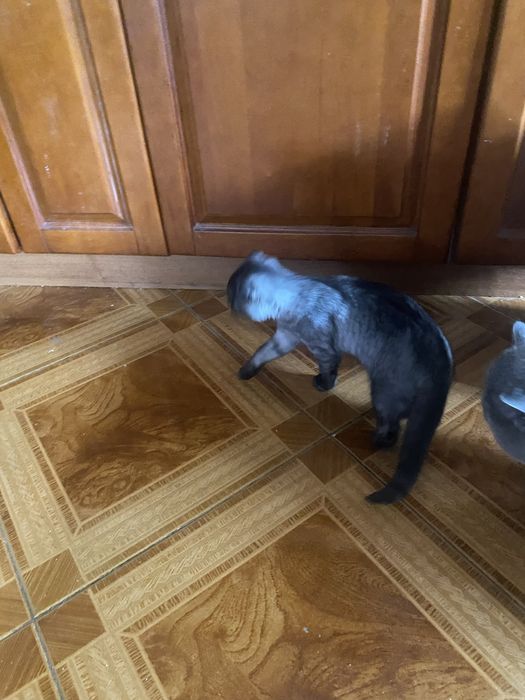 Шотландка БонЯ 3 месяца Скоттиш Фолд