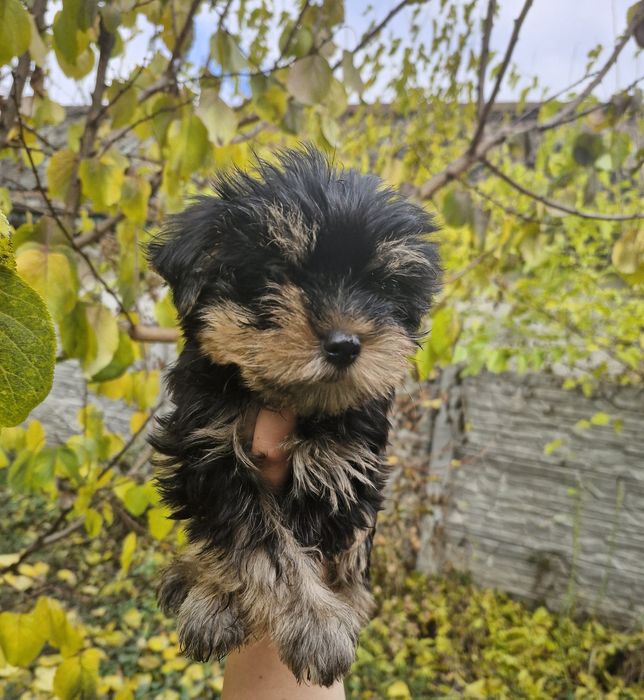 Йоркширский терьер-Йорк