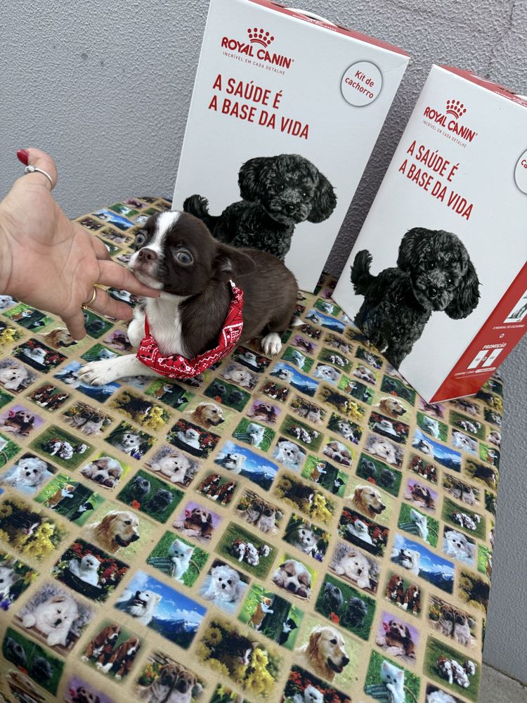 Menino Chihuahua chocolate