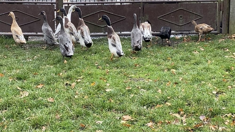 Biegusy indysjkie biegus indysjki pary kaczory